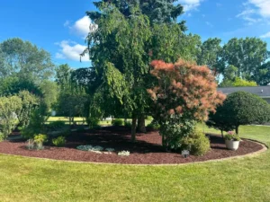 Large curved island bed with a weeping tree, smoke bush and fresh mulch on a lakeside lawn