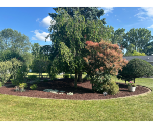 Mature island bed with a Japanese maple, shaped shrubs and fresh mulch