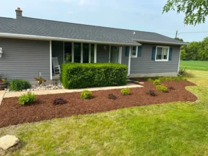 Fresh brown mulch bed with newly planted shrubs across the front of a ranch home in Laingsburg, Michigan