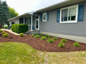 Newly planted shrubs and ornamental grasses in a mulched front bed at a home in Laingsburg, Michigan