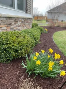 Freshly mulched curved bed with clipped shrubs and daffodils in bloom in spring
