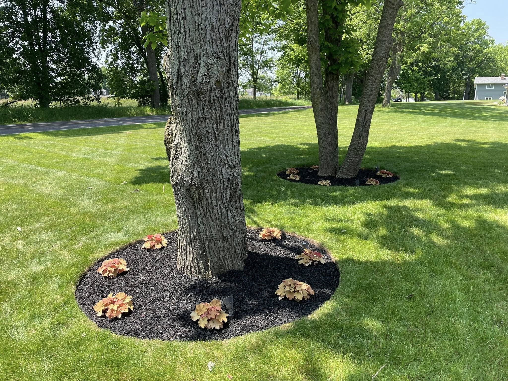 Tree ring cut and filled with fresh black mulch in a Laingsburg front yard